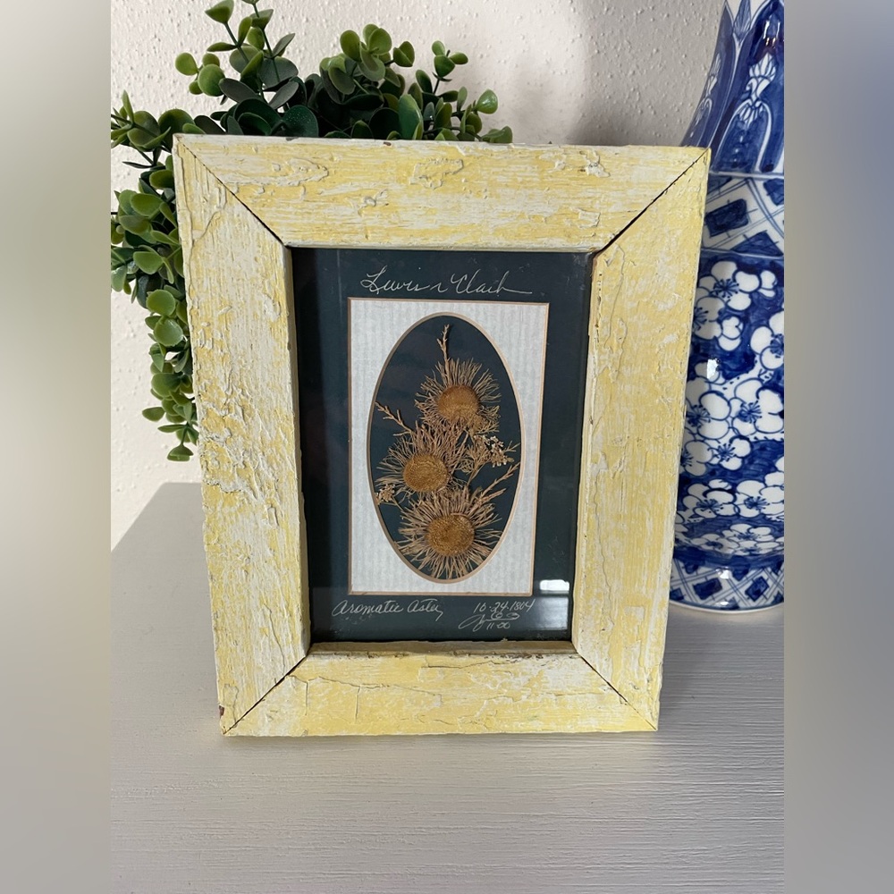 Lewis & Clark Framed Aromatic Aster Pressed Flower Artist Montana Naturally